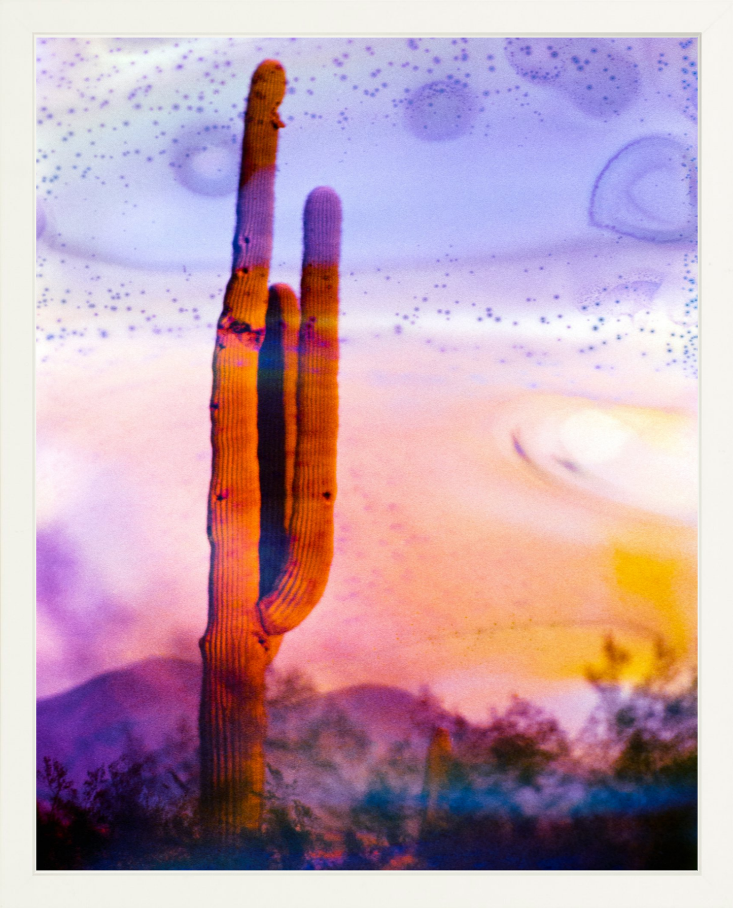 Solo Saguaro