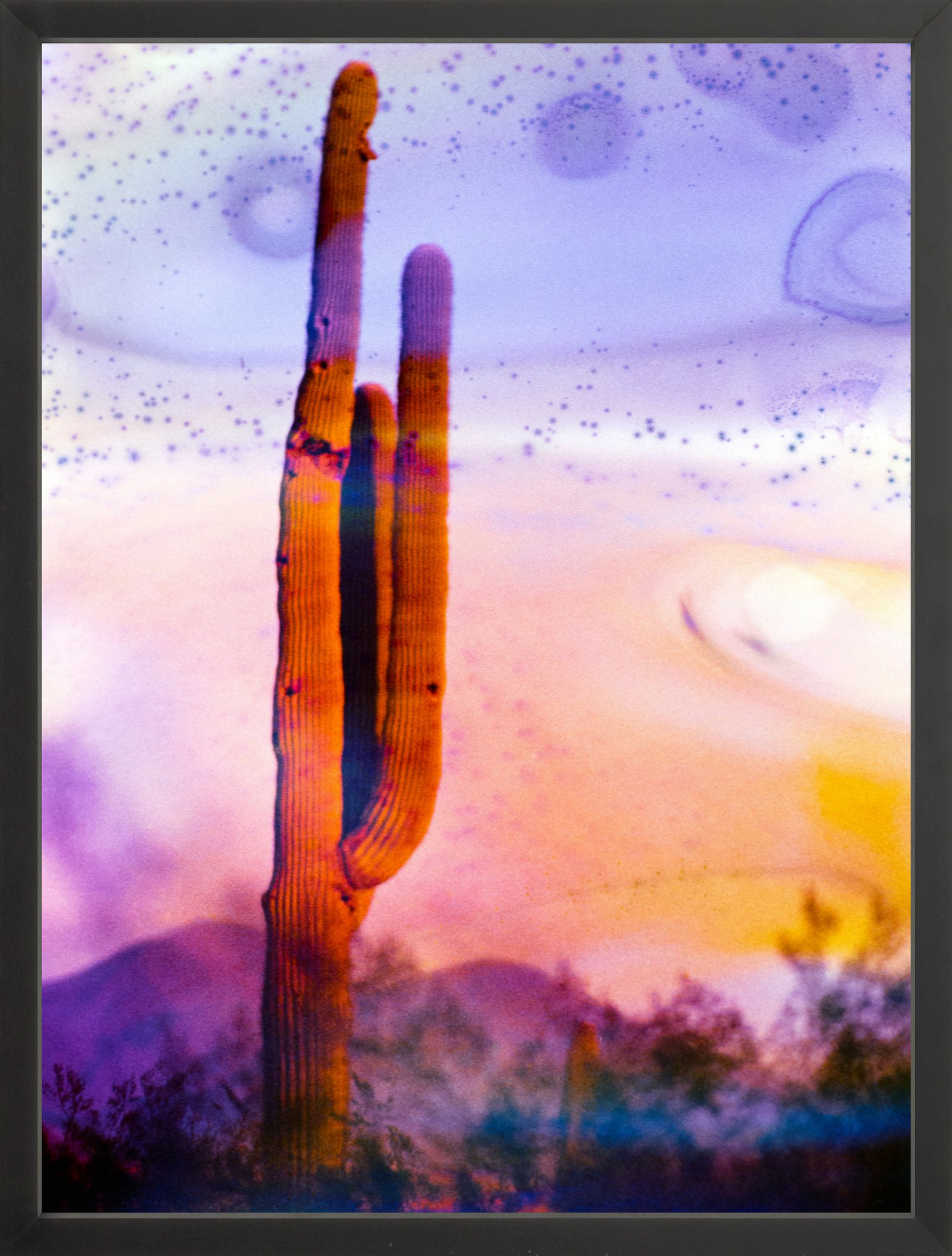 Solo Saguaro