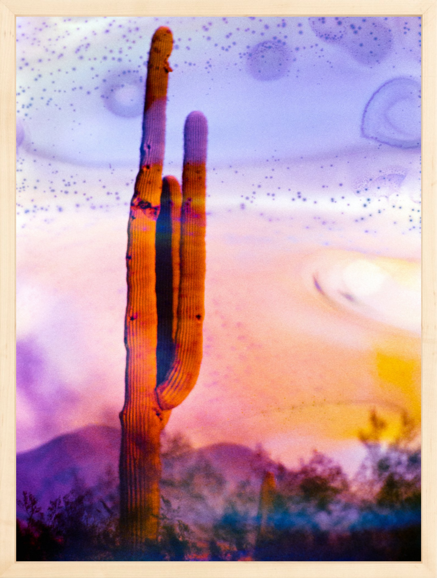 Solo Saguaro