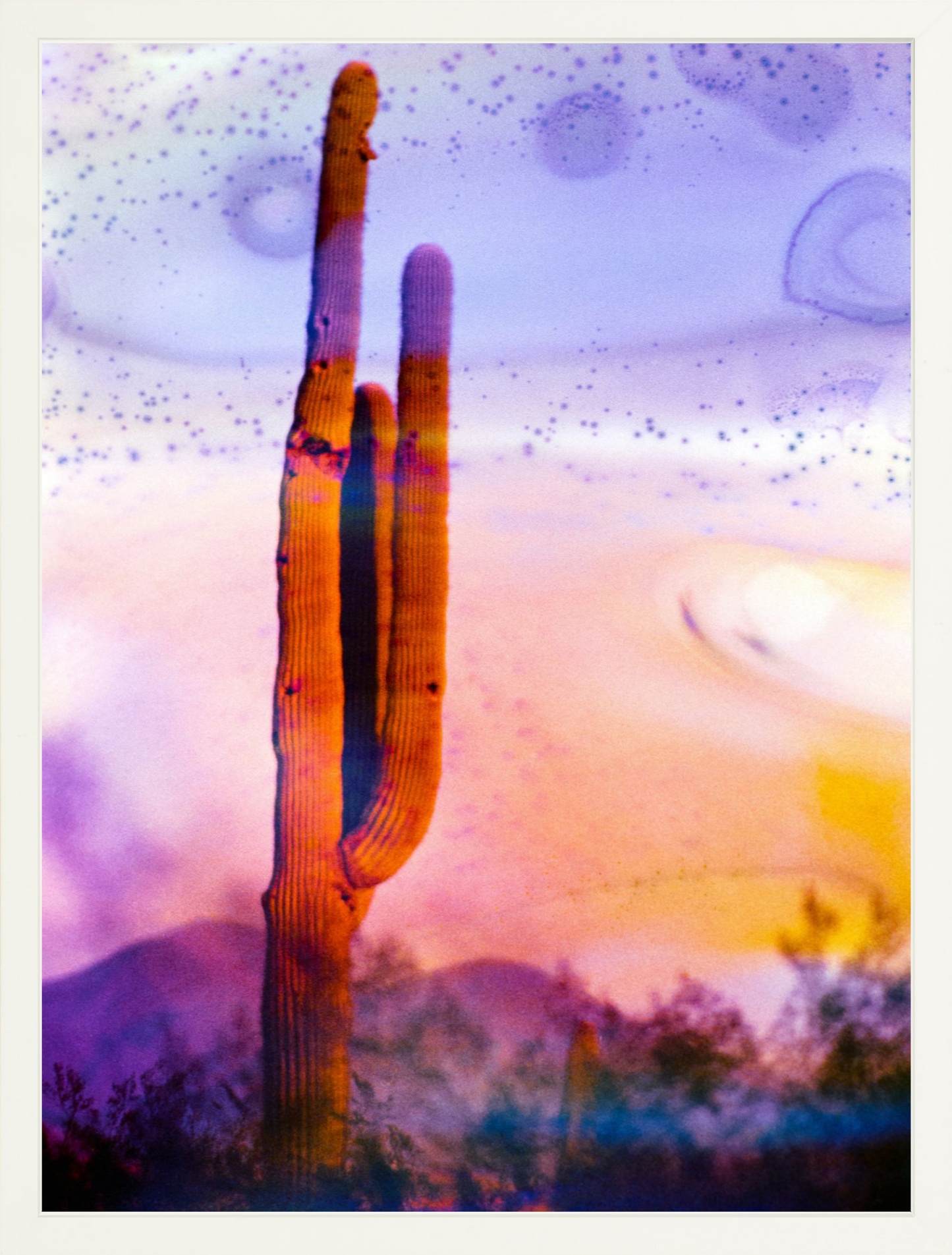 Solo Saguaro