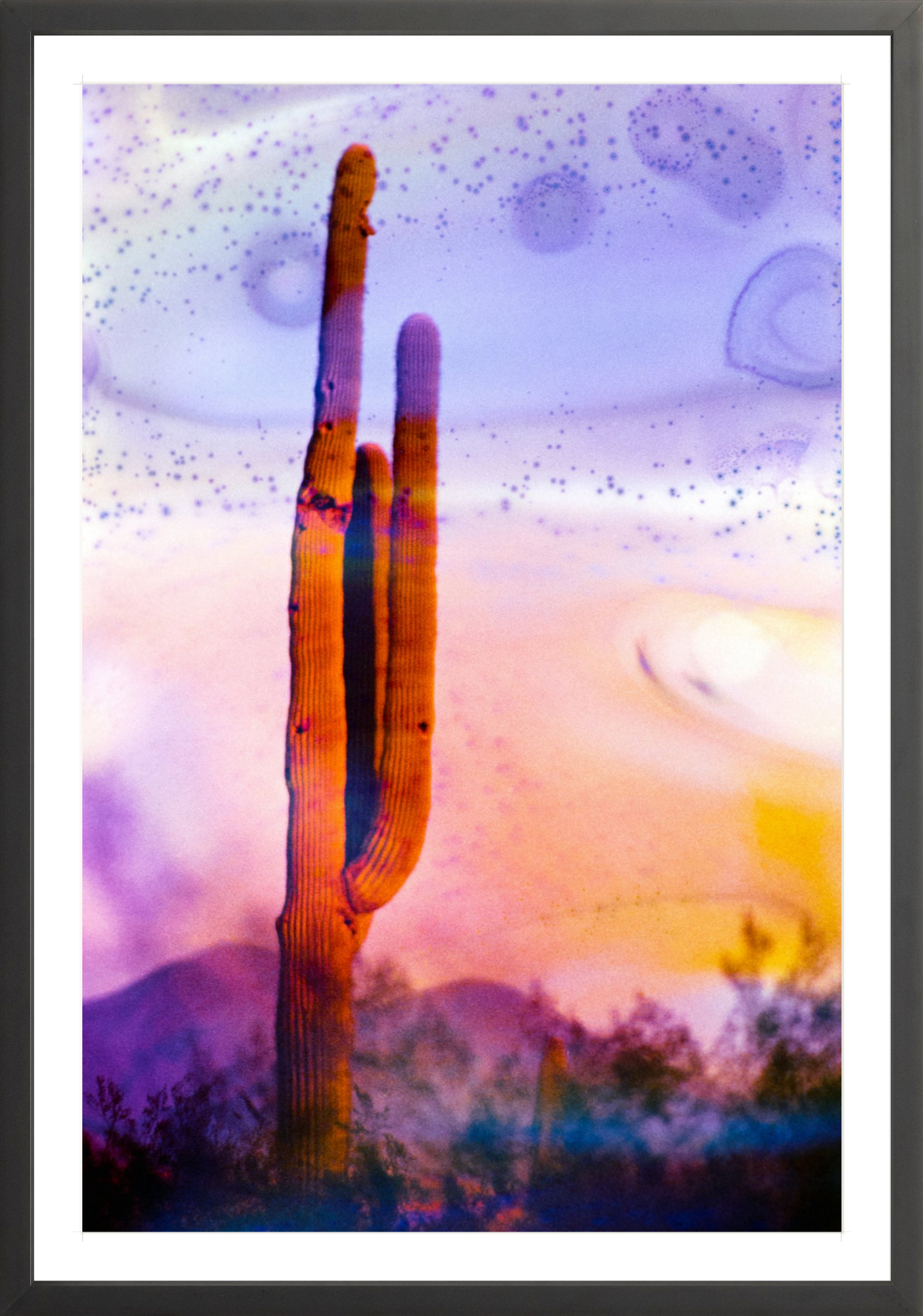 Solo Saguaro