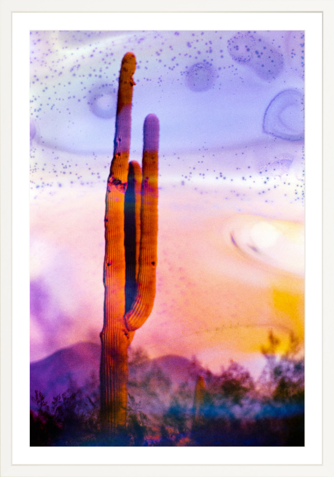 Solo Saguaro