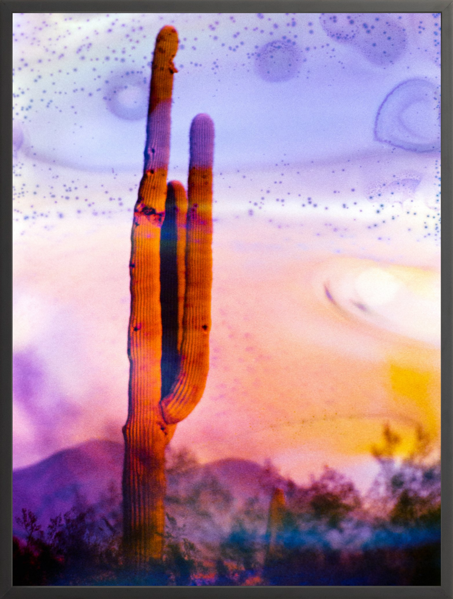 Solo Saguaro