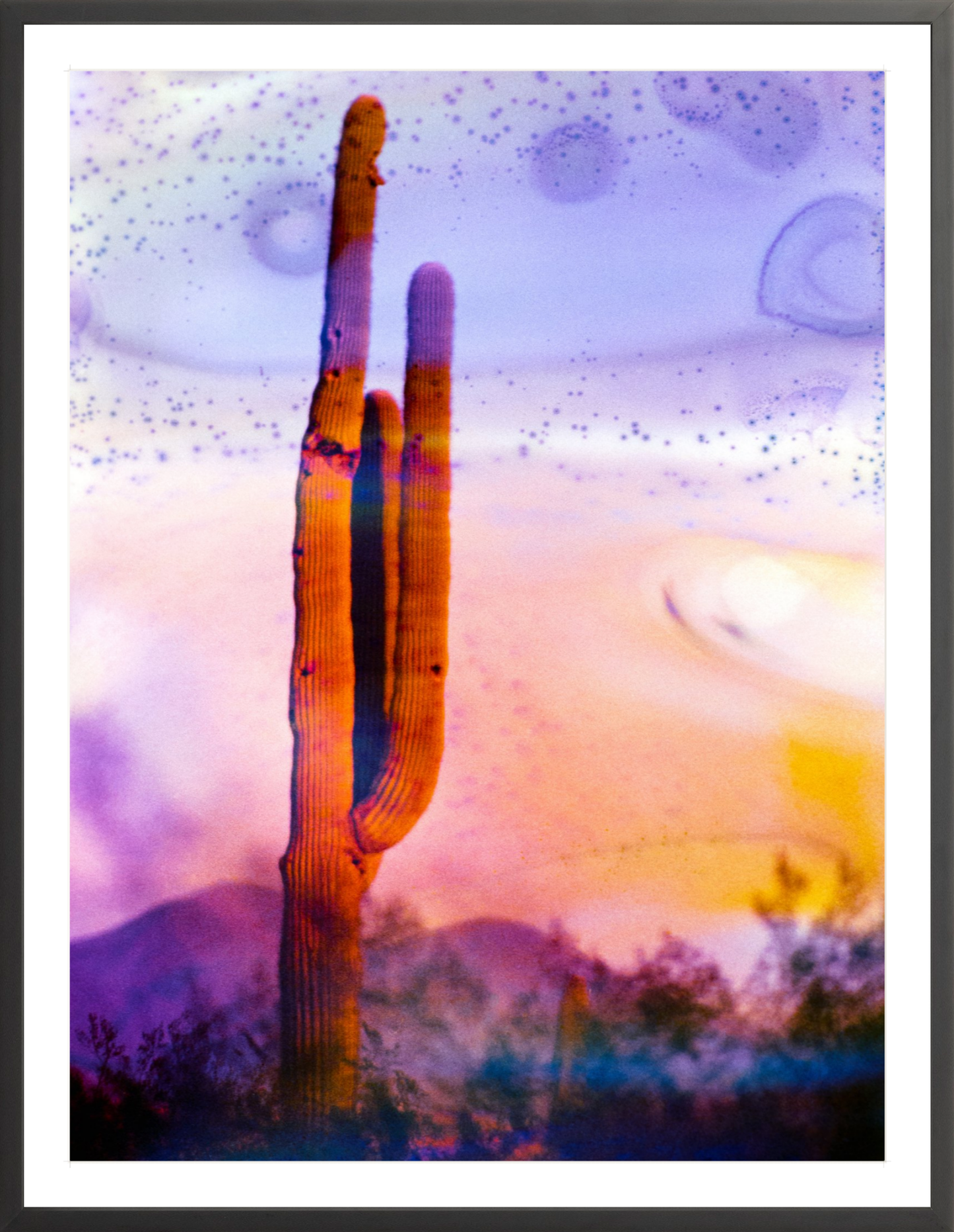 Solo Saguaro