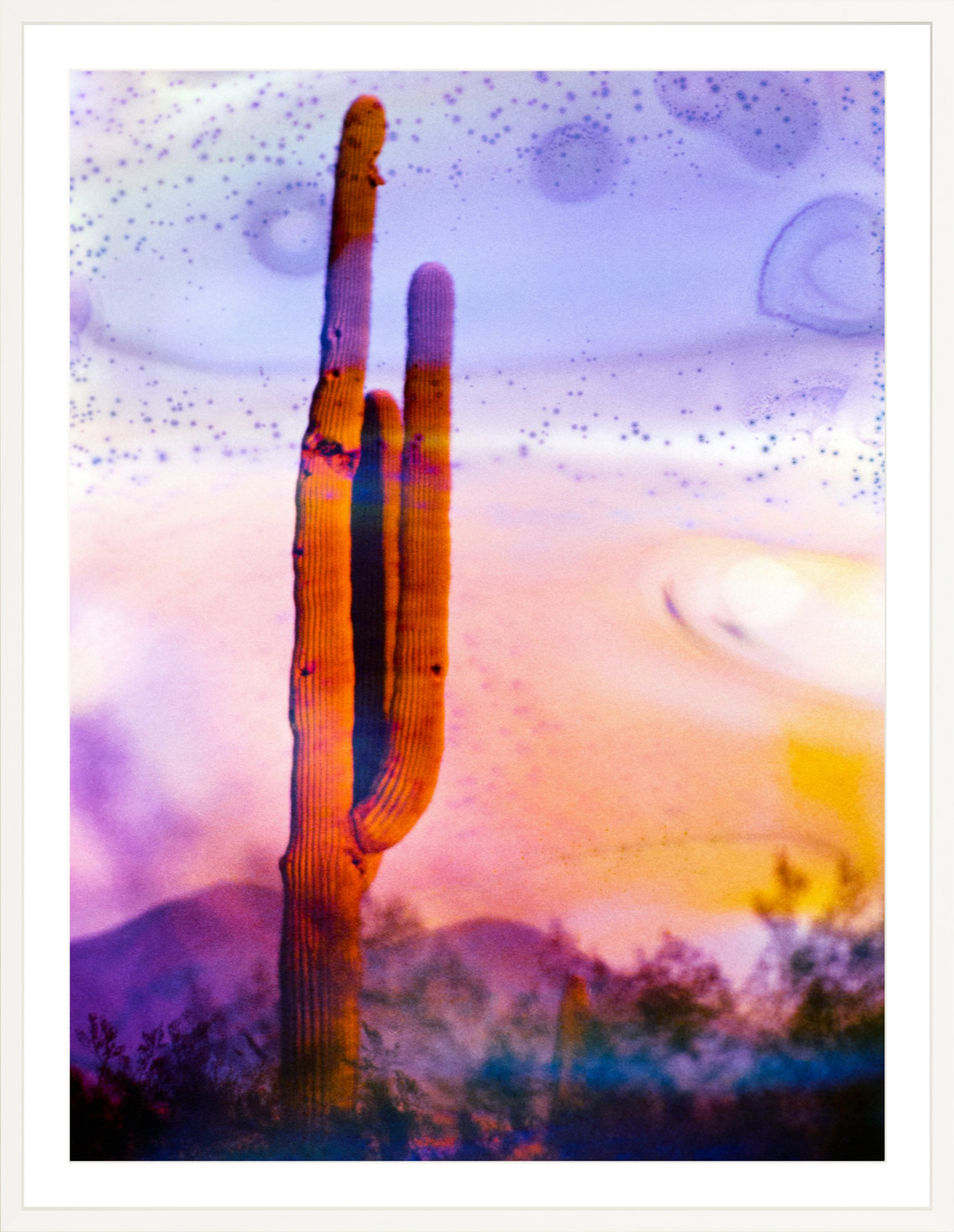 Solo Saguaro