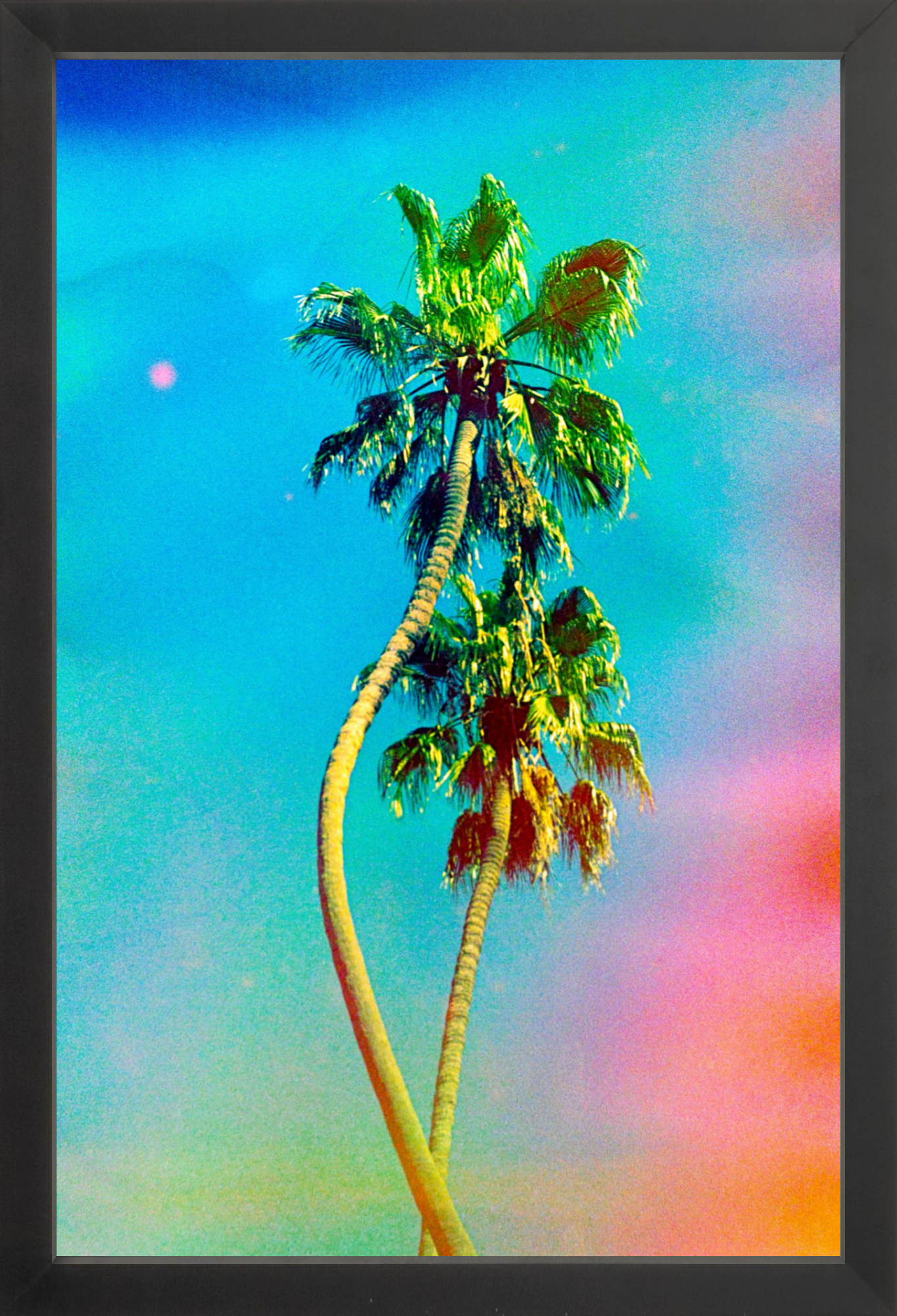 Two Dancing Palms