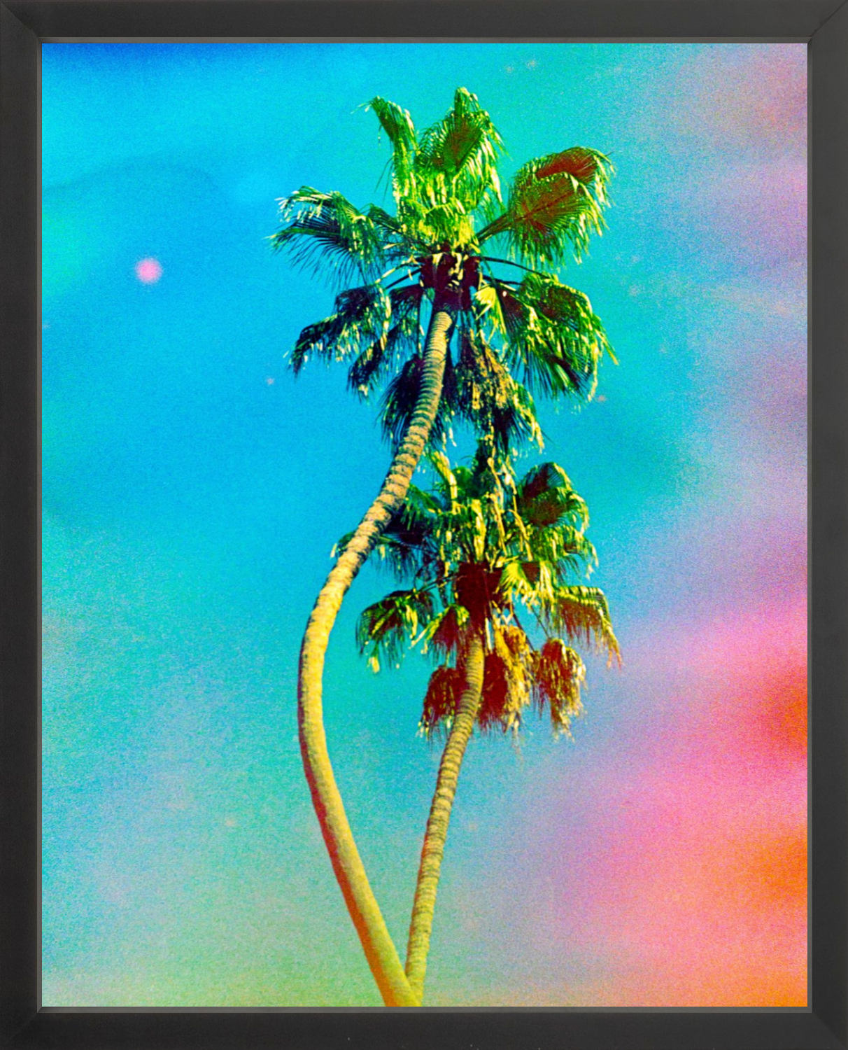 Two Dancing Palms