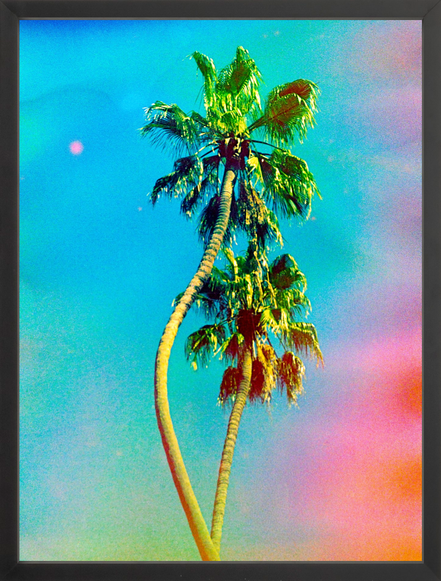 Two Dancing Palms